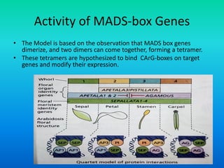Activity of MADS-box Genes
• The Model is based on the observation that MADS box genes
dimerize, and two dimers can come together, forming a tetramer.
• These tetramers are hypothesized to bind CArG-boxes on target
genes and modify their expression.
 