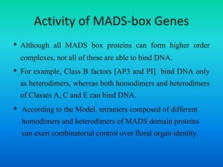 Activity of MADS-box Genes
• Although all MADS box proteins can form higher order
complexes, not all of these are able to bind DNA.
• For example, Class B factors [AP3 and PI] bind DNA only
as heterodimers, whereas both homodimers and heterodimers
of Classes A, C and E can bind DNA.
• According to the Model, tetramers composed of different
homodimers and heterodimers of MADS domain proteins
can exert combinatorial control over floral organ identity.
 