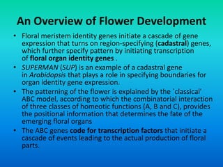 An Overview of Flower Development
• Floral meristem identity genes initiate a cascade of gene
expression that turns on region-specifying (cadastral) genes,
which further specify pattern by initiating transcription
of floral organ identity genes .
• SUPERMAN (SUP) is an example of a cadastral gene
in Arabidopsis that plays a role in specifying boundaries for
organ identity gene expression.
• The patterning of the flower is explained by the `classical'
ABC model, according to which the combinatorial interaction
of three classes of homeotic functions (A, B and C), provides
the positional information that determines the fate of the
emerging floral organs
• The ABC genes code for transcription factors that initiate a
cascade of events leading to the actual production of floral
parts.
 