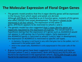 The Molecular Expression of Floral Organ Genes
• The genetic model predicts that the A organ identity genes will be expressed
in the tissues from which sepals and petals are derived.
Although APETALA2 is classified as an A function gene, mutants of this genes
also affect stamen and carpel development. This gene is shown to be
expressed in all four whorls. The expression of the other A
gene, APETALA1 appears to be restricted to whorls 1 and 2.
• The genetic model has also suggested that C organ identity genes are
negatively regulated by the expression of A genes. This would lead to a
hypothesis stating that the expression of C genes such as AGAMOUS would
not appear in cells giving rise A function organs. Early expression of
the AGAMOUS genes is restricted to whorls 3 and 4; later in development,
the expression of AGAMOUS is restricted to specific cell types.
– In stamens, the gene is not found in any cells that give rise to the pollen, nor is it
expressed in the pollen grain itself.
– And in the carpel cells, AGAMOUS is only epxpressed in the outer cells of the
ovule.
• B gene function genes have been suggested to control petal and stamen
function (whorl 2 and 3, respectively). Both APETALA3 and PISTILLATA are
found to be expressed in the appropriate whorls. PISTILLATA though is also
found to be expressed in whorl 4 that gives rise to carpels.
 