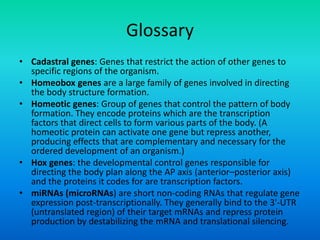 Glossary
• Cadastral genes: Genes that restrict the action of other genes to
specific regions of the organism.
• Homeobox genes are a large family of genes involved in directing
the body structure formation.
• Homeotic genes: Group of genes that control the pattern of body
formation. They encode proteins which are the transcription
factors that direct cells to form various parts of the body. (A
homeotic protein can activate one gene but repress another,
producing effects that are complementary and necessary for the
ordered development of an organism.)
• Hox genes: the developmental control genes responsible for
directing the body plan along the AP axis (anterior–posterior axis)
and the proteins it codes for are transcription factors.
• miRNAs (microRNAs) are short non-coding RNAs that regulate gene
expression post-transcriptionally. They generally bind to the 3'-UTR
(untranslated region) of their target mRNAs and repress protein
production by destabilizing the mRNA and translational silencing.
 