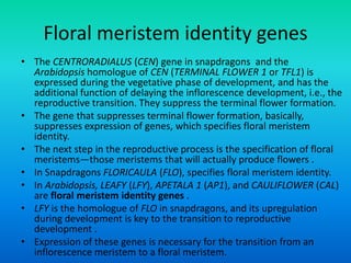 Floral meristem identity genes
• The CENTRORADIALUS (CEN) gene in snapdragons and the
Arabidopsis homologue of CEN (TERMINAL FLOWER 1 or TFL1) is
expressed during the vegetative phase of development, and has the
additional function of delaying the inflorescence development, i.e., the
reproductive transition. They suppress the terminal flower formation.
• The gene that suppresses terminal flower formation, basically,
suppresses expression of genes, which specifies floral meristem
identity.
• The next step in the reproductive process is the specification of floral
meristems—those meristems that will actually produce flowers .
• In Snapdragons FLORICAULA (FLO), specifies floral meristem identity.
• In Arabidopsis, LEAFY (LFY), APETALA 1 (AP1), and CAULIFLOWER (CAL)
are floral meristem identity genes .
• LFY is the homologue of FLO in snapdragons, and its upregulation
during development is key to the transition to reproductive
development .
• Expression of these genes is necessary for the transition from an
inflorescence meristem to a floral meristem.
 