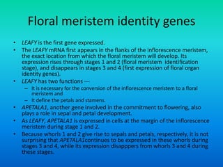Floral meristem identity genes
• LEAFY is the first gene expressed.
• The LEAFY mRNA first appears in the flanks of the inflorescence meristem,
the exact location from which the floral meristem will develop. Its
expression rises through stages 1 and 2 (floral meristem identification
stage), and disappears in stages 3 and 4 (first expression of floral organ
identity genes).
• LEAFY has two functions ---
– It is necessary for the conversion of the inflorescence meristem to a floral
meristem and
– It define the petals and stamens.
• APETALA1, another gene involved in the commitment to flowering, also
plays a role in sepal and petal development.
• As LEAFY, APETALA1 is expressed in cells at the margin of the inflorescence
meristem during stage 1 and 2.
• Because whorls 1 and 2 give rise to sepals and petals, respectively, it is not
surprising that APETALA1continues to be expressed in these whorls during
stages 3 and 4, while its expression disapppers from whorls 3 and 4 during
these stages.
 