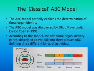 The ‘Classical’ ABC Model
• The ABC model partially explains the determination of
floral organ identity
• The ABC model was discovered by Elliot Meyerowitz,
Enrico Coen in 1991.
• According to this model, the five floral organ identity
genes, described above, fall into three classes ABC
defining three different kinds of activities.
 