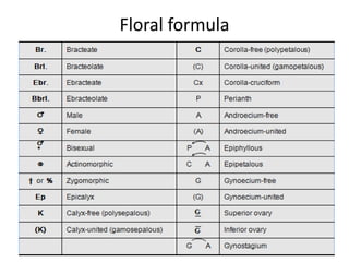 Floral formula
 