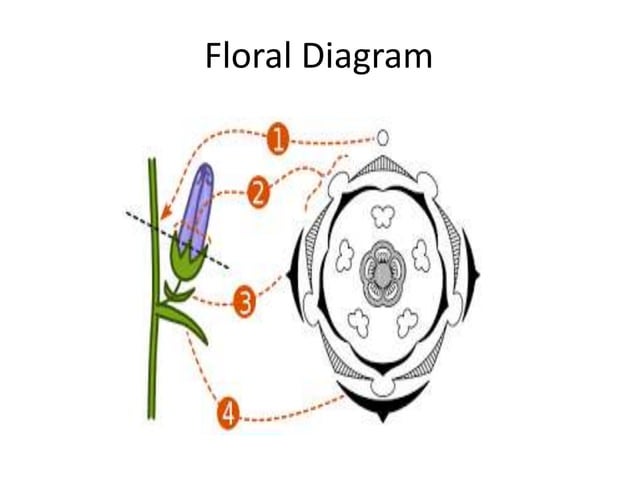 Floral formula and floral diagram PPT