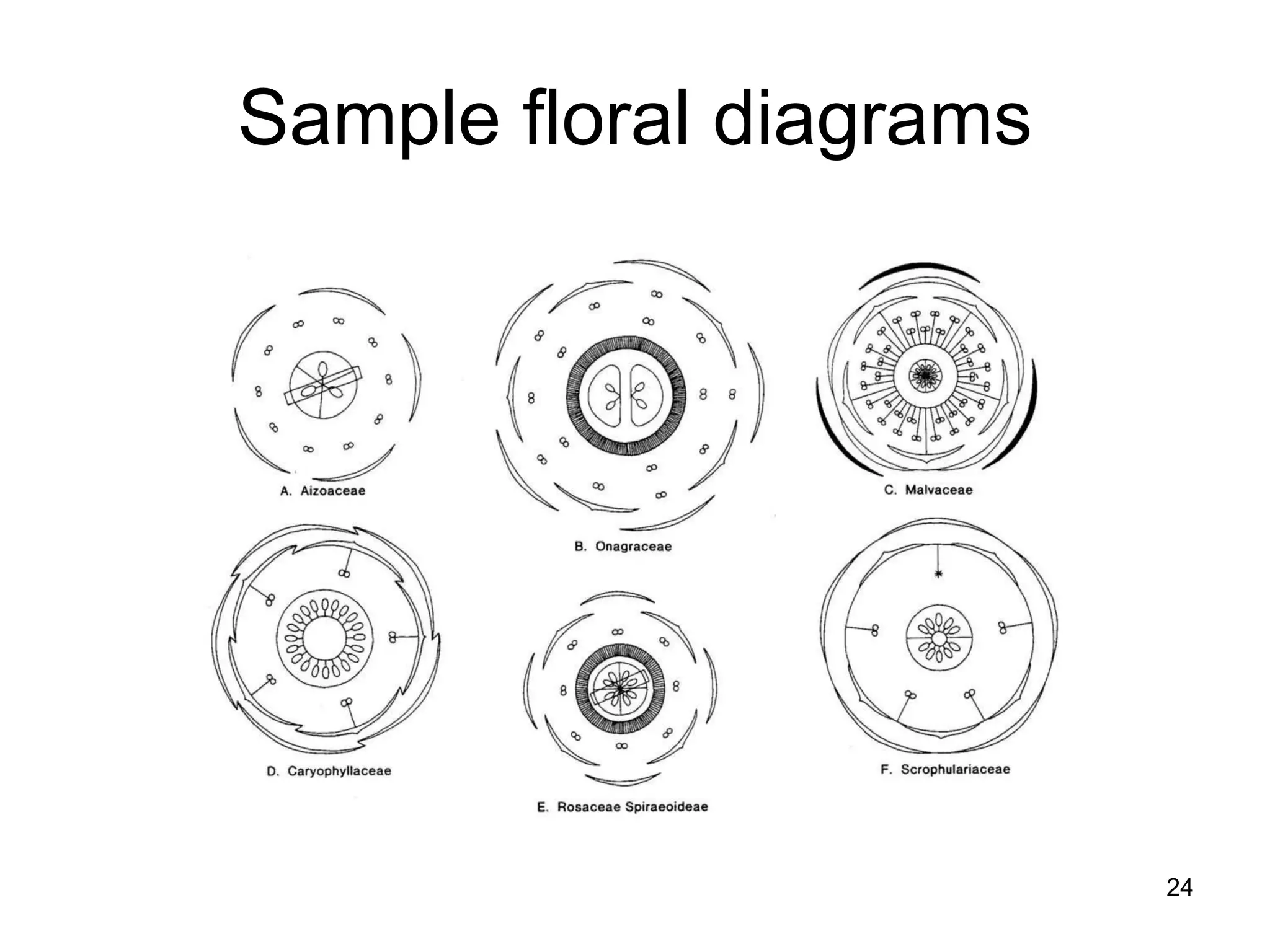 Sample floral diagrams 