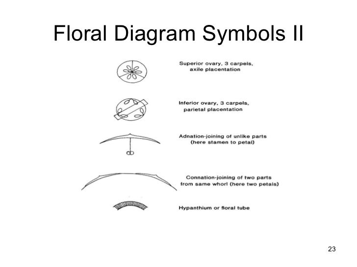 floral formulas and diagrams