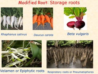 Velmen Roots Floral Identification:Morphological Characteristics of Asclepiadaceae ...