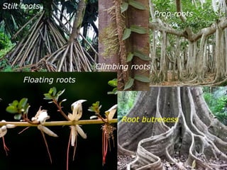 Floating Roots Example Floral Identification:Morphological Characteristics of Asclepiadaceae ...