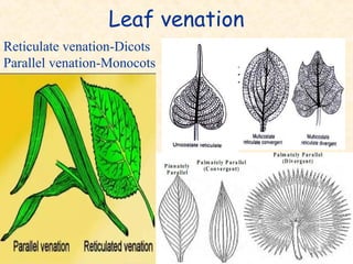 Parallel Reticulate Floral Identification:Morphological Characteristics of Asclepiadaceae ...