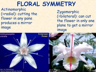 Floral Identification:Morphological Characteristics of Asclepiadaceae ...