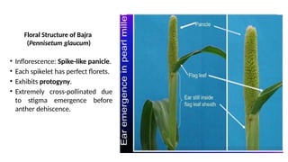 Millets Structure Floral Structure, Breeding and Pollination Mechanism in Cross ...