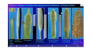 Millets Structure Floral Structure, Breeding and Pollination Mechanism in Cross ...