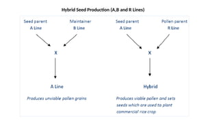 Millets Structure Floral Structure, Breeding and Pollination Mechanism in Cross ...
