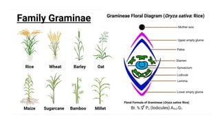 Millets Structure Floral Structure, Breeding and Pollination Mechanism in Cross ...