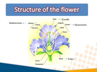 Structure of Flowering Plants