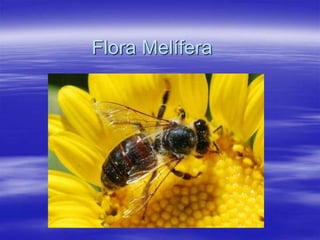 Flora Melífera
 