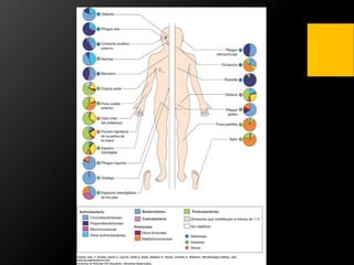 Flora Microbiana Normal