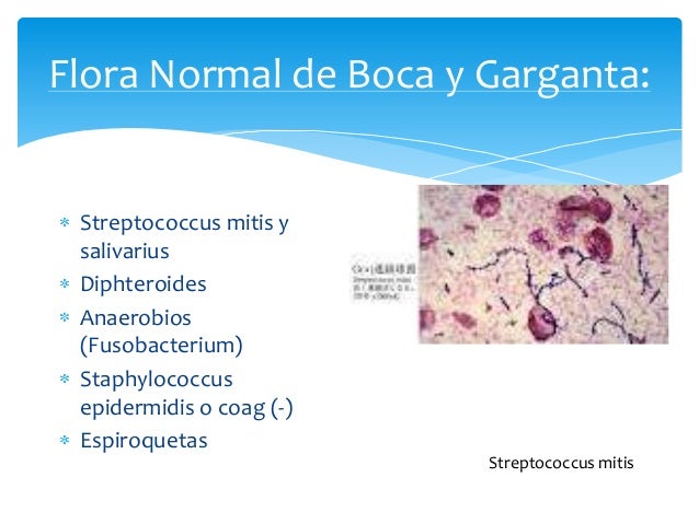 Flora Microbiana