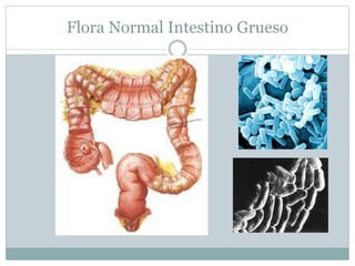 Flora Normal Intestino Grueso
 