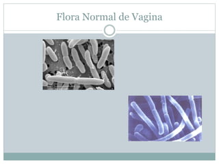Flora Normal de Vagina
 