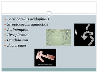  Lactobacillus acidophilus
 Streptococcus agalactiae
 Actinomyces
 Ureoplasma
 Candida spp.
 Bacteroides
 