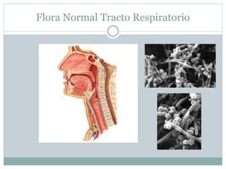 Flora Normal Tracto Respiratorio
 