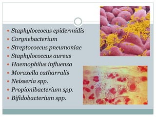  Staphyloccocus epidermidis
 Corynebacterium
 Streptococcus pneumoniae
 Staphylococcus aureus
 Haemophilus influenza
 Moraxella catharralis
 Neisseria spp.
 Propionibacterium spp.
 Bifidobacterium spp.
 
