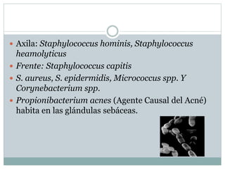  Axila: Staphylococcus hominis, Staphylococcus
heamolyticus
 Frente: Staphylococcus capitis
 S. aureus, S. epidermidis, Micrococcus spp. Y
Corynebacterium spp.
 Propionibacterium acnes (Agente Causal del Acné)
habita en las glándulas sebáceas.
 