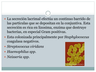  La secreción lacrimal efectúa un continuo barrido de
las partículas que se depositan en la conjuntiva. Esta
secreción es rica en lizosima, enzima que destruye
bacterias, en especial Gram positivas.
 Esta colonizada principalmente por Staphylococcus
coagulasa negativos.
 Streptococcus viridans
 Haemophilus spp.
 Neisseria spp.
 