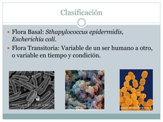 Clasificación
 Flora Basal: Sthapylococcus epidermidis,
Escherichia coli.
 Flora Transitoria: Variable de un ser humano a otro,
o variable en tiempo y condición.
 