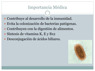 Importancia Médica
 Contribuye al desarrollo de la inmunidad.
 Evita la colonización de bacterias patógenas.
 Contribuyen con la digestión de alimentos.
 Síntesis de vitamina K, E y B12
 Desconjugación de ácidos biliares.
 