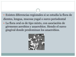  Existen diferencias regionales si se estudia la flora de
dientes, lengua, mucosa yugal o surco periodontal
 La flora oral es de tipo mixto, con asociación de
gérmenes aerobios y anaerobios. Siendo el surco
gingival donde predominan los anaerobios.
 
