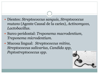  Dientes: Streptococcus sanguis, Streptococcus
mutans (Agente Causal de la caries), Actinomyces,
Lactobacillus.
 Surco peridontal: Treponema macrodentium,
Treponema microdentium.
 Mucosa lingual: Streptococcus mitins,
Streptococcus salivarius, Candida spp,
Peptostreptococcus spp.
 