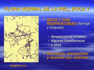 FLORA NORMAL DE LA PIEL, BOCA Y VI
                                V

                   BOCA Y VIAS
                    RESPIRATORIAS (faringe
                    y traquea):

                    – Streptococcus viridans
                    – Algunos Estafilococos
                    – y otras

                   Bronquios, bronquiolos
                    y alveolos son estériles.

  Streptococcus
 