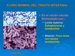 FLORA NORMAL DEL TRACTO INTESTINAL


                    En el recién nacido.
                     Alimentado con :
                        Leche materna:
                         Estreptococos y
                         lactobacilos.

                        Biberón: Flora mixta
                         con menos
                         lactobacilos.



 Lactobaillus
 