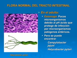 FLORA NORMAL DEL TRACTO INTESTINAL

                          En el adulto:
                              Estomago: Pocos
                               microorganismos
                               debido al pH ácido que
                               protege de infección
                               por microorganismos
                               patógenos entéricos.
                              Pero se puede
                               encontrar
                                • Campylobacter
                                  jejuni
                                • Helycobacter pylori

 Helycobacter pylori
 