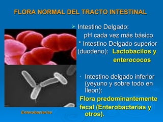 FLORA NORMAL DEL TRACTO INTESTINAL

                      Intestino Delgado:
                           pH cada vez más básico
                        * Intestino Delgado superior
                       (duodeno): Lactobacilos y
                                     enterococos

                       • Intestino delgado inferior
                         (yeyuno y sobre todo en
                         Íleon):
                       Flora predominantemente
                       fecal (Enterobacterias y
 Enterobacterias
                         otros).
 