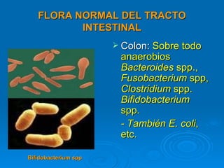 FLORA NORMAL DEL TRACTO
          INTESTINAL
                       Colon: Sobre todo
                       anaerobios
                       Bacteroides spp.,
                       Fusobacterium spp,
                       Clostridium spp.
                       Bifidobacterium
                       spp.
                       - También E. coli,
                       etc.

Bifidobacterium spp
 