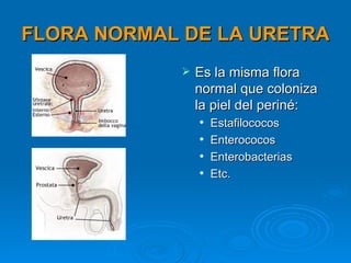 FLORA NORMAL DE LA URETRA
               Es la misma flora
                normal que coloniza
                la piel del periné:
                   Estafilococos
                   Enterococos
                   Enterobacterias
                   Etc.
 