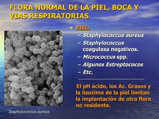 FLORA NORMAL DE LA PIEL, BOCA Y
VIAS RESPIRATORIAS
                        • PIEL:
                          – Staphylococcus aureus
                          – Staphylococcus
                            coagulasa negativos.
                          – Micrococcus spp.
                          – Algunos Estreptococos
                          – Etc.
                          -----------------------------------------
                          El pH ácido, los Ac. Grasos y
                          la lisozima de la piel limitan
                          la implantación de otra flora
                          no residente.
Staphylococcus aureus
 