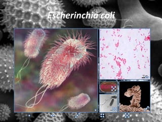 Escherinchia coli
 