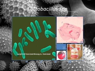 Lactobacillus spp
 