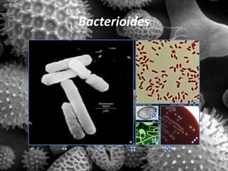 Bacterioides
 