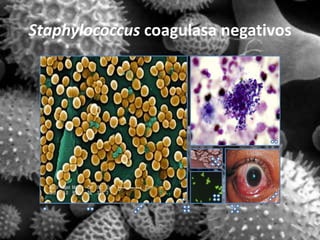 Staphylococcus coagulasa negativos
 