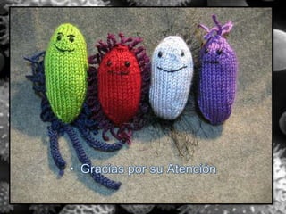 Flora normal en el cuerpo humano