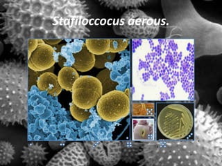 Stafiloccocus aerous.
 