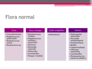 Flora normal

       Nariz            Boca y faringe    Tejido amigdalino         Dientes

• Corynebacterium     • Estreptococcus    •Actinomyces        • Espiroquetas
• Staphylococcus        viridans                                anaerobias
  epidermidis         • Staphylococcus                        • Prevotella
• Staphylococcus        aerobios y                              melaninogenia
  aureus                anaerobios                            • Fusobacterium
• Streptococcus sp.   • Neisseria                             • Rothia
                      • Moraxella                             • Capnocytophaga
                        catarralis                            • Vibriones
                      • Difteroides                             anaerobios
                      • Lactobacillus                         • Lactobacillus
                      • Hongos: Candida                       • Protozoarios (en
                                                                encías en adultos)
 