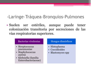 -Laringe–Tráquea–Bronquios-Pulmones
• Suelen ser estériles, aunque puede tener
  colonización transitoria por secreciones de las
  vías respiratorias superiores.

       Bacterias virulentas     Hongos dimórficos

     • Streptococcus          • Histoplasma
       pneumoniae             • Coccidioides
     • Staphylococcus         • Blastomyces spp
       aureus
     • Klebsiella (familia
       Enterobacteriaceae)
 